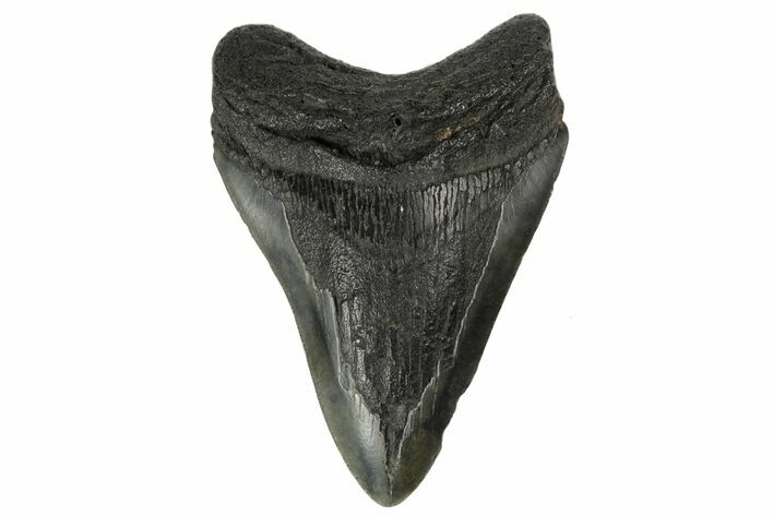 Fossil Megalodon Tooth - South Carolina #181130